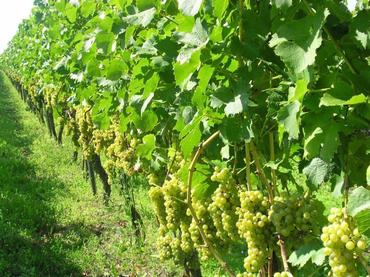 Gaestehof - Weinbau Saeger Nordheim am Main Kültér fotó