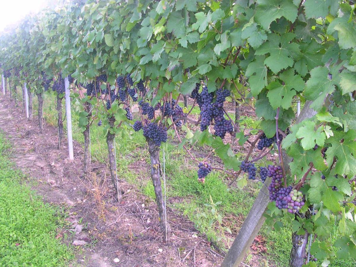 Gaestehof - Weinbau Saeger Nordheim am Main Kültér fotó